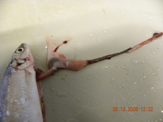 Probebefischung Dez.2009 016.jpg